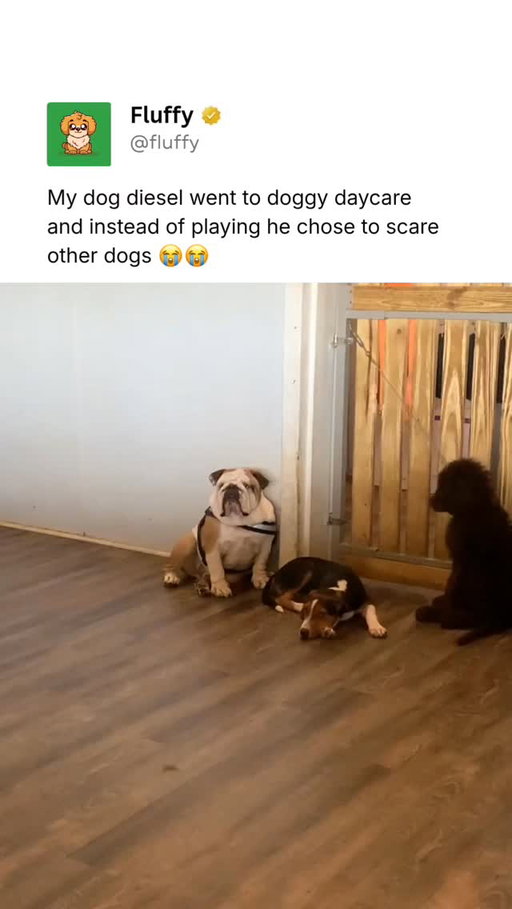 @Fluffy posts the best pet content on Instagram daily 🐾

Diesel at The Grande Pawlace in Enterprise. Was taken to doggy daycare where he was supposed to play and instead spent the day at the gate screaming and scaring the other dogs.

(🎥: Mallory Grayson via ViralHog)