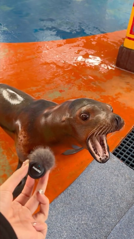 Sound ON 🔉 for this important message from our good friend🦭

If you don‘t speak sea lion, he says, ”With Insta360 Mic Air, you can vlog like a pro.“ We agree!

#insta360 #insta360micair #accessories #fyp