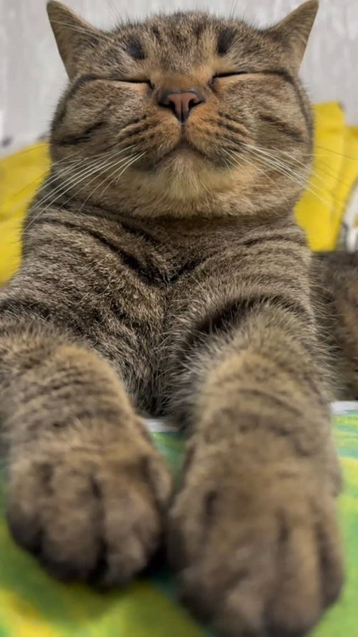 TikTok : catkokos