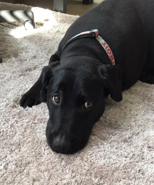 Gutted 💔

And a little indifferent on even sharing this kinda stuff. I just feel like with our JoeJoe fund, and how impactful he’s been in & outta the stream, it’s only right? Idfk. Always try to keep it positive.

Our pup Joey passed away this morning. My boy was 16. He went peacefully, it was his time — The only thing ima ask is that y’all please pray for my wife. We’re all hurting but that was her baby. Found him as a puppy on the side of the street in Detroit! 

Joey — you’re the best, the king, and we’ll see ya again buddy! 100%

Not sure what my plan is for the streams & YouTube videos this week. But we’ll be back soon. P&L 💙