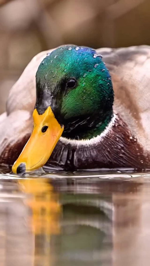 Up close and personal with this drake mallard! 

🎥: @cdr.images 

#ducksunlimited #waterfowl #conservation #outdoors #ducks du