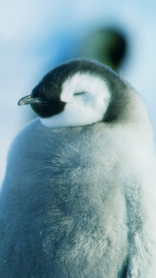 If a breathing exercise is good enough for a penguin, it's good enough for us.

#HostilePlanet is now streaming on @DisneyPlus.