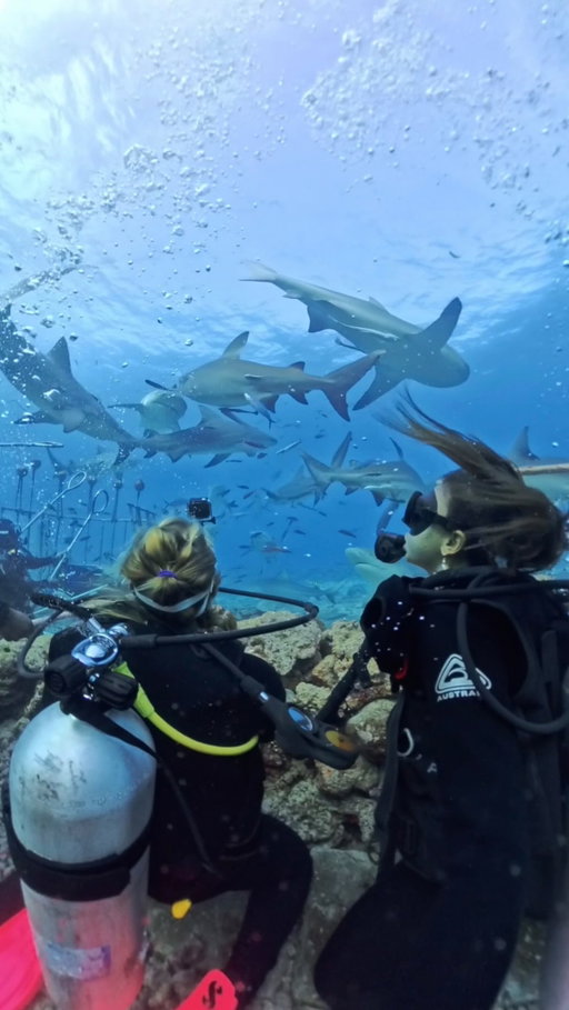 The underwater scream 😂 Starting to go through footage from this year and the bull shark dive in Fiji was definitely an epic moment. It happened during our @oceangalz expedition and it still makes me smile thinking about it. 😮‍💨🦈🥹🫶🏼

Diving with bull sharks in Fiji was pure magic. Powerful curious and so misunderstood. Being that close to them reminds you why respect matters. They are predators and this is their home, which is why experiences like this should always be done with professionals who truly understand their behavior and prioritize safety.

Sharks are essential to the ocean. They help keep ecosystems balanced by regulating species populations and supporting healthy reefs. Protecting sharks means protecting the ocean itself and everything that depends on it. 🦈🌊

#sharkdive #fiji #fijidiving #fijiwater #sharks