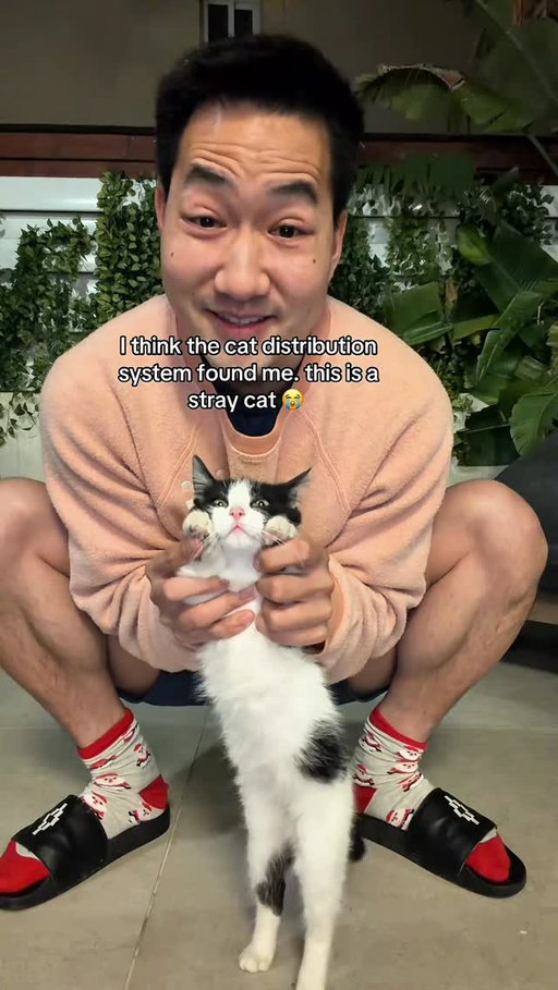 How do I bring a stray cat back to the states?! 😫😫 I’m in Cyprus…. 🥺

He literally LOVES this. He wants to be held, moved, squished, once I put him down he meows non stop until I get him again/play with him 😂