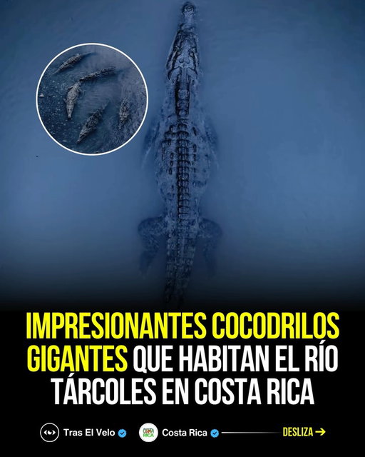 El río Tárcoles, en @costarica, es uno de los pocos lugares del mundo donde es posible observar una concentración tan alta de cocodrilos americanos de gran tamaño en su hábitat natural. Sus aguas lentas y turbias crean el entorno perfecto para que estos reptiles, considerados los más grandes del continente americano, dominen el ecosistema con absoluta calma y autoridad.

Algunos ejemplares pueden superar los 5 metros de longitud, una dimensión que se aprecia con claridad tanto desde el aire como a nivel del río, perspectivas que revelan la magnitud real de estos depredadores prehistóricos y la forma en que se desplazan sin esfuerzo en un entorno que controlan por completo.

Las impresionantes imágenes, capturadas por @chrishenry, permiten dimensionar la presencia imponente de estos animales y entender por qué el Tárcoles se ha convertido en un símbolo de la vida salvaje de @costarica.

• Sigue a @traselveloreal y a su creador @tevicreator 💭

• Si disfrutas el contenido de naturaleza pura, sigue a la cuenta oficial de @costarica 🇨🇷

#cocodrilos #costarica #naturaleza #faunasilvestre #vidasalvaje