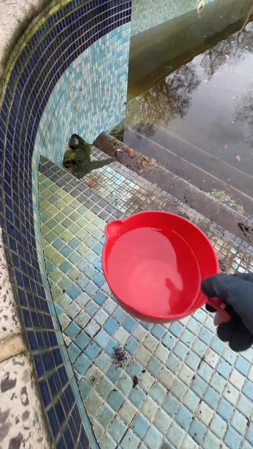 Deep clean 🛀 

#thep00lguy #hollayaboy #satisfying