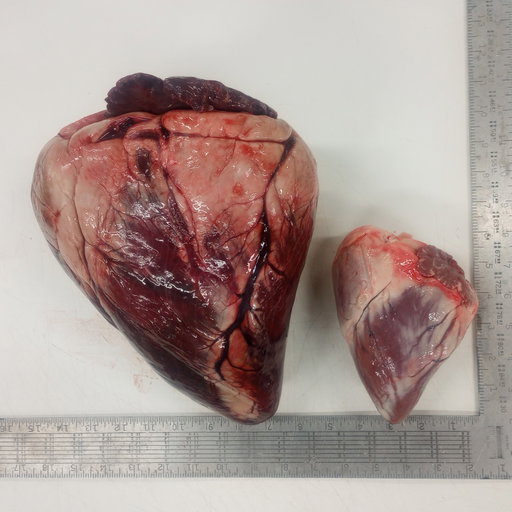 One of our podcast listeners sent in a photo that’ll stop you in your tracks. That’s an Alaskan bull moose heart side-by-side with a whitetail doe’s. Same purpose, whole different scale.

Both of ’em, by the way, make for damn good eating.