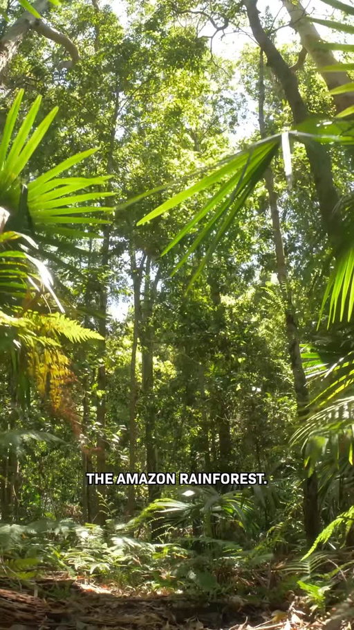 The Sahara desert fertilizes the Amazon rainforest. Yep.

To understand how, you need to see these gorgeous satellite images…

For more optimistic science and tech stories, follow along!

#desert #rainforest #sahara #amazon