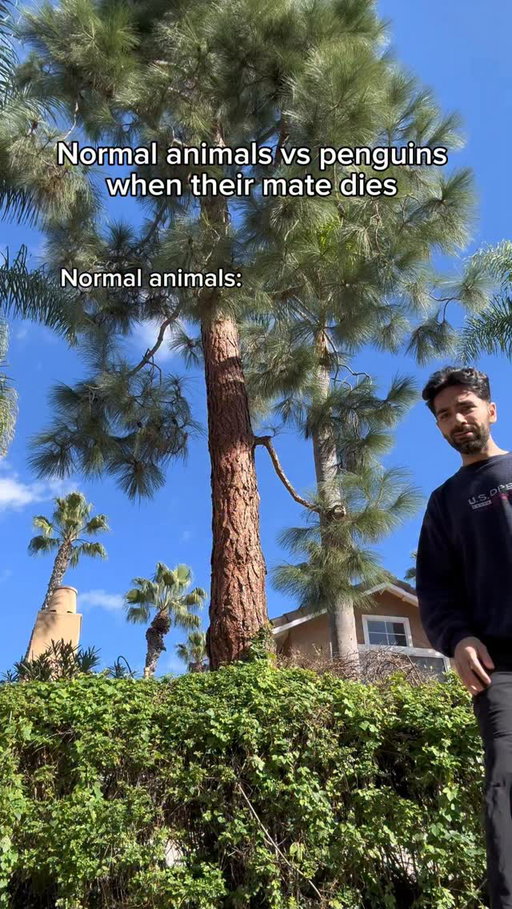 Normal animals vs penguins when their mate dies. #reels #skit #comedy #funny