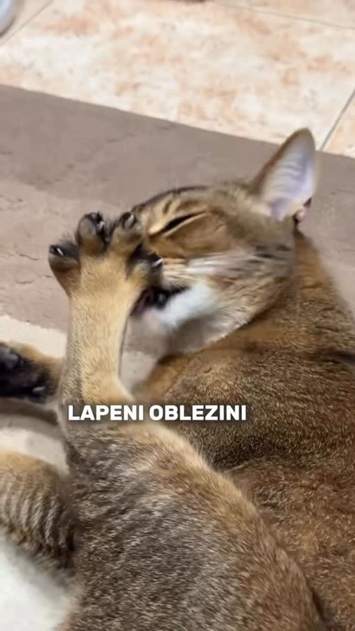 TikTok : Roman