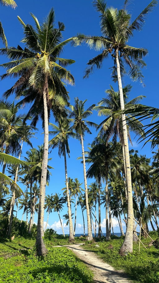 the year i traveled the philippines from luzon to mindanao and explored over 20 provinces and islands, spent three months in the remote corners of sumatra indonesia, made a lifelong dream come true to dive in raja ampat, lived slowly for another three months in siargao, and ended it all in the cold streets of japan. what a year 🤍