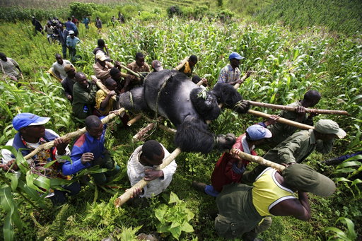 Photography is a powerful tool for documenting the most important breakthroughs, tragedies, and cultural shifts. To remember some of the biggest moments from the past 25 years, Nat Geo's photo editors selected one image from each year of the 21st century so far, each telling its own compelling story.

See more images at the link in bio.

Photo 1: In 2007, seven mountain gorillas were found murdered in the Democratic Republic of the Congo. Nat Geo Explorer and photographer @brentstirton’s photos ignited global outrage.

Photo 2: Last year, Nat Geo Explorer and photographer @amivitale captured a scientist holding the 70-day-old fetus of an IVF-conceived rhino, the first-ever such pregnancy in rhinos. 

Photo 3: Quannah Rose Chasinghorse—who is Hän Gwich’in and Sičangu/Oglala Lakota—honors “the resistance and fight of my ancestors who survived genocide and have persevered” in Nat Geo photographer @kiliiiyuyan's photo.

Photo 4: Katie Stubblefield became the 40th known face transplant recipient in 2017. Nat Geo photographer @ljohnphoto photographed surgeons removing the face from organ donor Adrea Schneider.

Photo 5: In 2016, Nat Geo photographer @waynelawrence photographed siblings Julie, Antonio, and India Abron as they collected their daily allowance of bottled water in Flint, Michigan.

Photo 6: Nat Geo photographer @lynseyaddario photographs two women stranded in Afghanistan, one of whom was in labor. Addario later took the family to the hospital in Faizabad.

Photo 7: Nat Geo Explorer and photographer @amytoensing photographed cattle rancher Simon Booth in southeastern Australia in 2008. At the time, the region was experiencing its most devastating dry spell—an early victim of climate change.

Photo 8: Nat Geo Explorer and photographer @prasen.yadav photographed T12, the only male black tiger in India’s Similipal reserve.

Photo 9: Nat Geo photographer @brianskerry photographed a thresher shark fatally caught in a fishing net in the Gulf of California, Mexico, in 2005. 

Photo 10: Photographer @robertclarkphoto captured the moment a second plane crashed into the World Trade Center in New York City during the September 11 terrorist attacks.