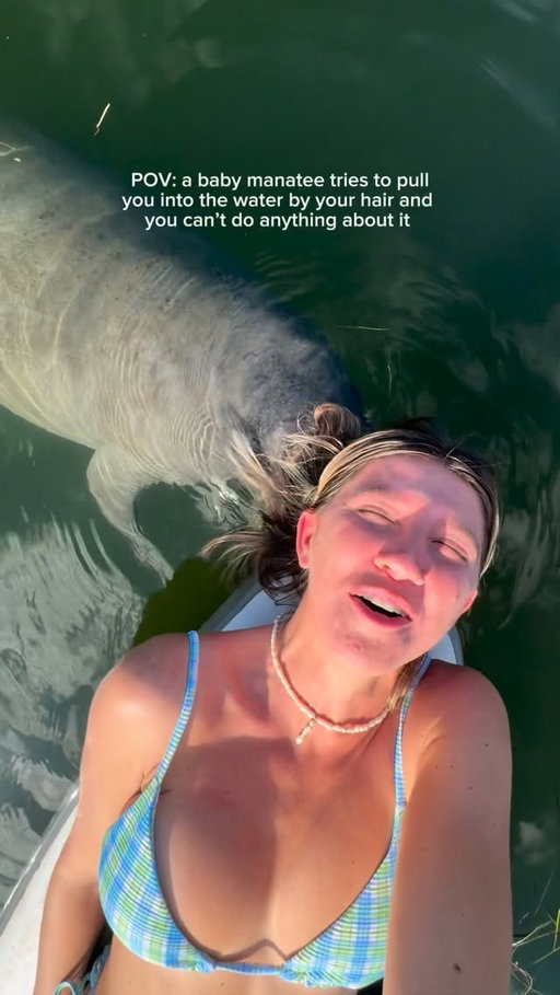 I didn’t know a baby manatee could hurt so bad but look so cute