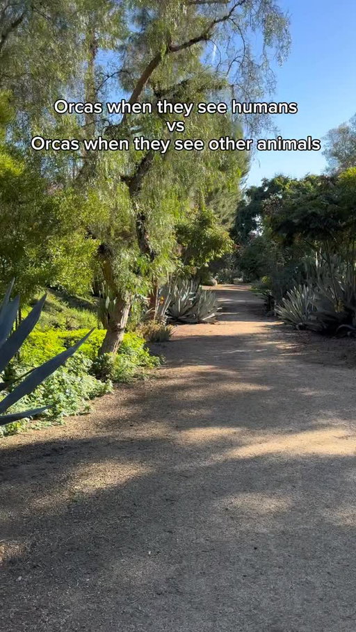Orcas when they see humans vs orcas when they see other animals. #reels #skit #comedy #funny