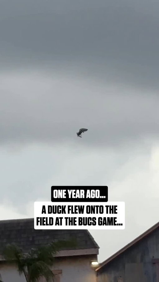the duck was completely unbothered 😭