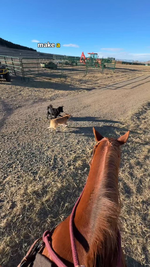 freedom is great. knowing where all my animals are at any given time… even better🙂‍↕️ get 40% off @tractive with code EMMIE40 #TractivePartner #tractivegps