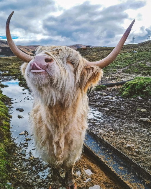 It's Hogmanay tomorrow! Or should we say Hog-moo-nay?! 🐮🤭 To celebrate, here's a roundup of some of your fave #Coosday snaps! 🤳

📍 Isle of Skye
📷 @zico_89

📍 New Luce, Dumfries & Galloway
📷 @kitchencoosandewes

📍 Crail, Fife
📷 @highlandcows_bythesea

📍 North Lanarkshire
📷 @journeyofcallum

📍 Kilchurn Castle, Argyll
📷 @scotlands_stories

📍 Isle of Skye
📷 @carolyndavidson28

📍 Newton Farm, Angus
📷 @newtonfarmholidays

📍 Cameron’s Tea Room & Farm Shop, Loch Ness
📷 @cameronstearoom

📍 @bellevuefarmarran, Isle of Arran
📷 @visitscotland

#Scotland #VisitScotland