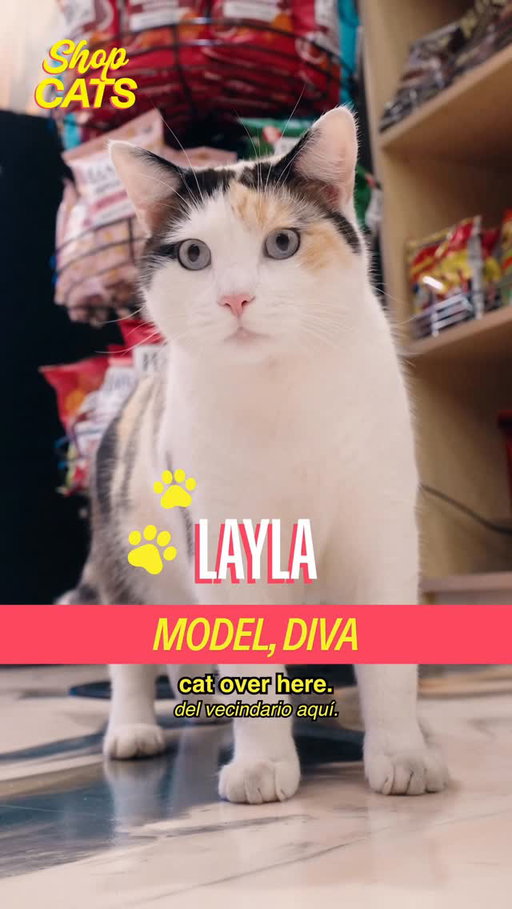 Meet the FEISTY Layla in Fidi with a special feature from @metrobytmobile 🐈📲🔥🥶

a show by @madrealities

host @michelladonna 
creative producer @christianwallaceshriver 
dp @ben.mov 
editor @seanfitzmaurice 
design @hazu_am 
ae @ry.novak 
pa @darkenne.v
#cat #nyc #resolution #shopcats #MetroPartner