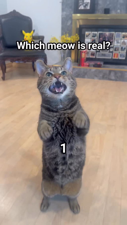 Which is the real meow? 👀