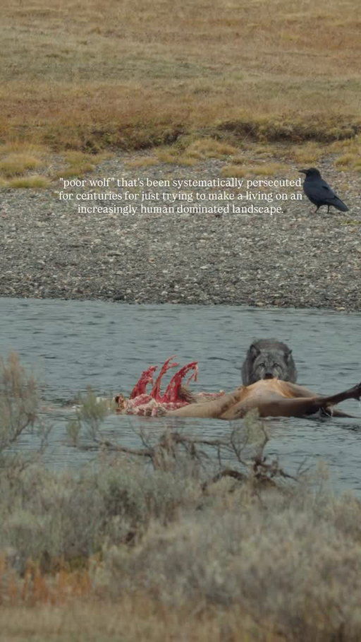 I recently listened to a podcast and the interviewer exclaimed “poor thing” when seeing an image of a mule deer killed by a mountain lion. And it really is (almost) always that sentiment when it comes to predators. I find it an interesting piece of the psychology in how we view some animals as “good animals” that must be protected and others as “bad” that are a threat.

Largely, it seems, humans tend to view ungulates as weak and as an animal that must be protected. But yet, we hunt those same animals we’re trying to protect from, we’ll call it, wild predators. What is the difference here? Why is it okay for one species to hunt but for the other it’s not?

The wild world is ruthless and unforgiving, it has been for millennia. And we were once an integral part of it. Now, we’re just visitors assigning values to things we prioritize. When the priority really should be all living things.