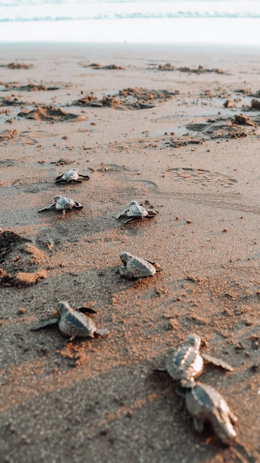 This week at Antiresort Mizata, we got to watch baby sea turtles be released into the ocean 🌊🐢 

A local conservation team brought the hatchlings to the beach, and seeing them take those tiny first steps toward the waves was one of the most beautiful things we’ve experienced.

A quick turtle fact: most conservation programs collect eggs from at-risk nests (like areas with heavy foot traffic, poaching, or flooding) and incubate them in protected hatcheries. Once the babies hatch, teams release them at the shoreline so they can imprint on the beach and start their journey in the safest way possible.

Watching them shuffle across the sand, pause, then suddenly go when the water reached them was equal parts magical and emotional. The ocean felt huge, they felt so small, and it really hit us how important these efforts are for giving them a fighting chance. 💙

@antiresort @mizatafoundation @visitmizata @nawibeachhouse 

#seaturtles #babyseaturtle #elsalvador #travelinfluencer #wildlifereel