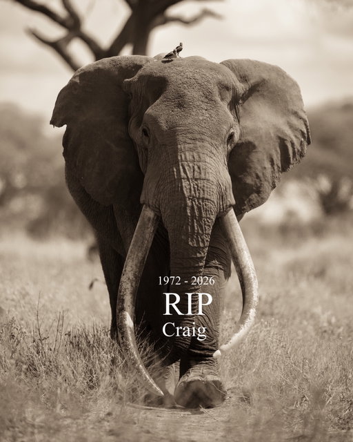 RIP Craig 🕊️ He was one of the largest Tusker on the planet and maybe the world’s most known elephant. 

I had the chance to meet him several times during two trips in Kenya. He lived in Amboseli and today it’s a really sad day. 

Thanks for being such an incredible elephant. So nice, so calm and so majestic. 

Every second next to you were so unique. Thanks for everything 🙌🏻

RIP big brother 🤍🐘

#RIPCraig #Craig #Amboseli