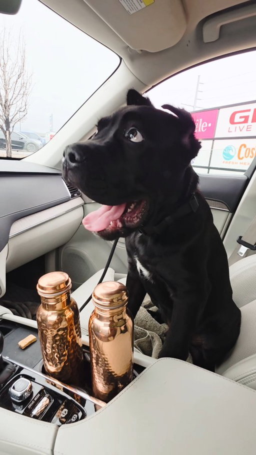 Odin the Cane Corso is now 18 weeks and 51 lbs!  He is going to be one chonky boy🤩 ...especially if he keeps downing these pup-cups😂 
.
#canecorso #canecorsopuppy #canecorsoitaliano #utah #fairybrowmother