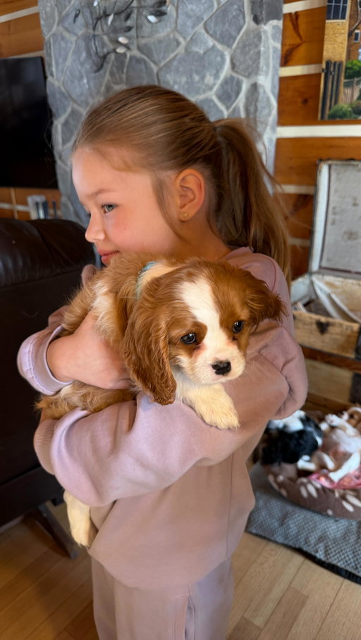 Le p’tit nouveau : Polo 🐶
Ce matin, on a annoncé à Billie qu’on allait chercher son nouveau petit frère (qu’elle avait pris soin de demander au Père Noël cette année, sans savoir qu’on planifiait déjà d’adopter Polo depuis pluuuuusieurs mois!!) Best day ever 🥹
