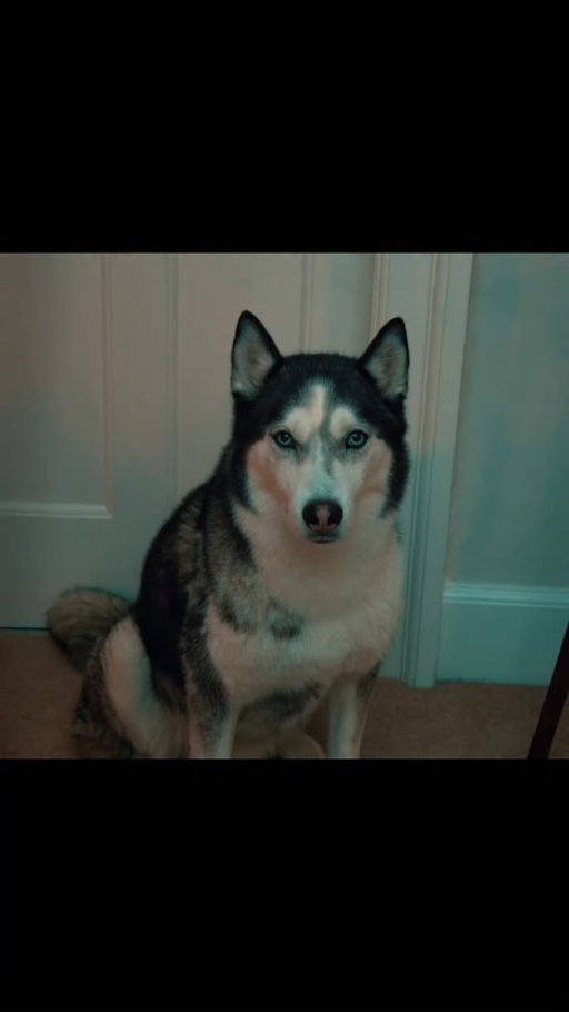 Another instalment of Wolfie seeing some random creeps in the house 🐺 👻 

This time with the transformative @elladoesfx 

#husky #dog #horror #creepy #loop