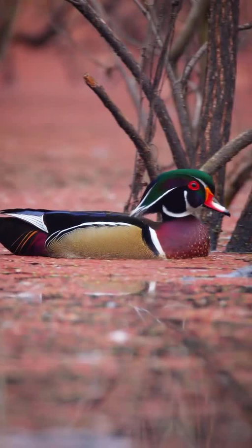 What duck do you think has the most vibrant colors? 

🎥: @justinfortune_outdoors 

#ducksunlimited #waterfowl #conservation #outdoors #ducks du