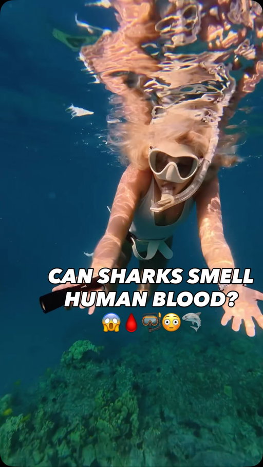 Did the shark smell his blood?!😱👀🩸🦈 Wait til the end…😳

Day 23 of finding a shark was a success, come back to see if we find another shark tomorrow!!👀🦈

#sharks #hawaii #freediving #ocean #oceanlife