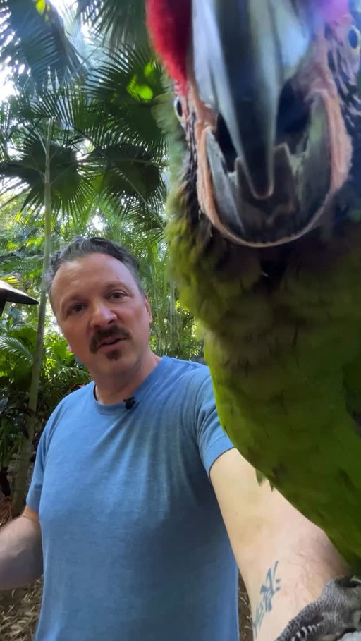 How old can macaws live to be? The oldest on record is 114 years. Wow! Zulu, this military macaw, named for its colors, is a spritely 19 years old. When you visit Discovery Cove in Orlando and meet Zulu, tell him that I love him!

#Macaw #MilitaryMacaw #Parrot #AnimalEncounter #Orlando