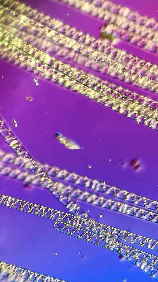 Little wonders. #ShotoniPhone by @tardibabe

“These videos are a bit like meditation to me, they give me hope and ease my soul.” - Chloé S.

Additional Hardware Used.

Music: ‘ElectroComp 101’ by @jeremiahchiu