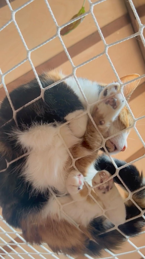 she gets to nap, watch the birds and be a demon spawn all at the same time ✨

When we installed this loft net I had an idea that my cats might enjoy it but I never had any idea just how much Mog would love it! She gets so excited whenever I put it up and one of my little joys in life is laying underneath it and getting to poke her toe beans and ruffle her belly. Which is a game she really enjoys as she likes to try and get me back! 

Mog has endless fun watching the birds from the window and swooshing her tail at them (she can’t get them I promise!) She also loves to take naps here and weirdly I think she prefers napping on the net without a blanket underneath!

I’m so happy it’s an extra spot in our small home for her to climb and play on and glad she loves spending time on the loft net just as much as I do!

#loftnet #atticbedroom #calicocat #cats_of_instagram #catlovers