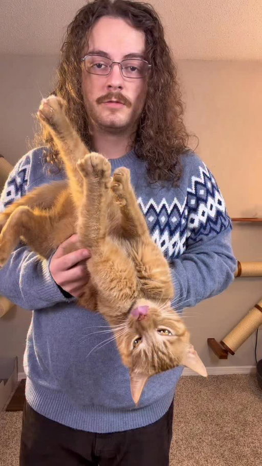 The happiest orange cat #orangecat #catsofinstagram #orangecatsofinstagram #orangecatbehavior #orangeflavoredcat #cat #catdad #catlovers #orangecatsarethebest #funny