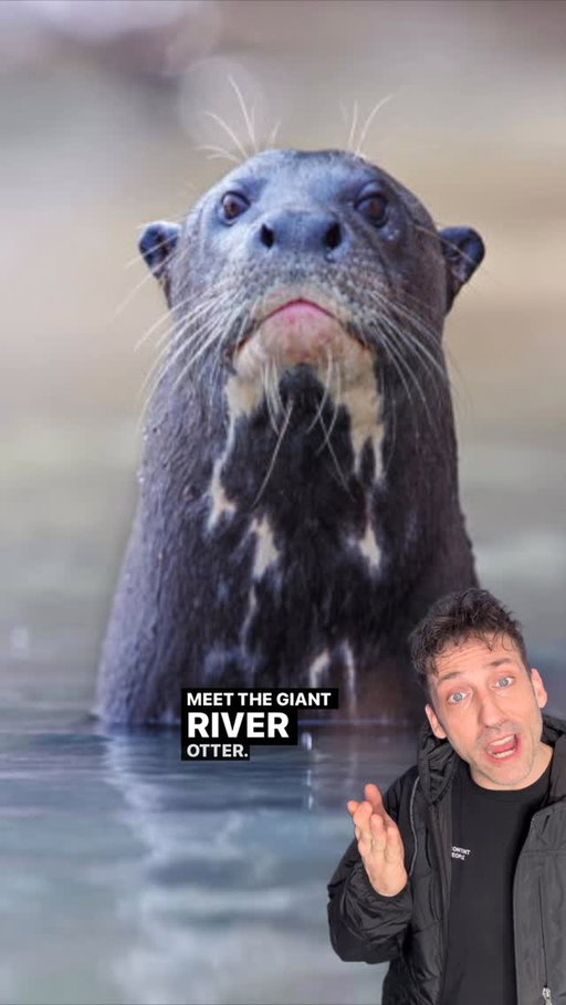 Meet the River Wolves 👀 @lexielimitless #funfact #didyouknow