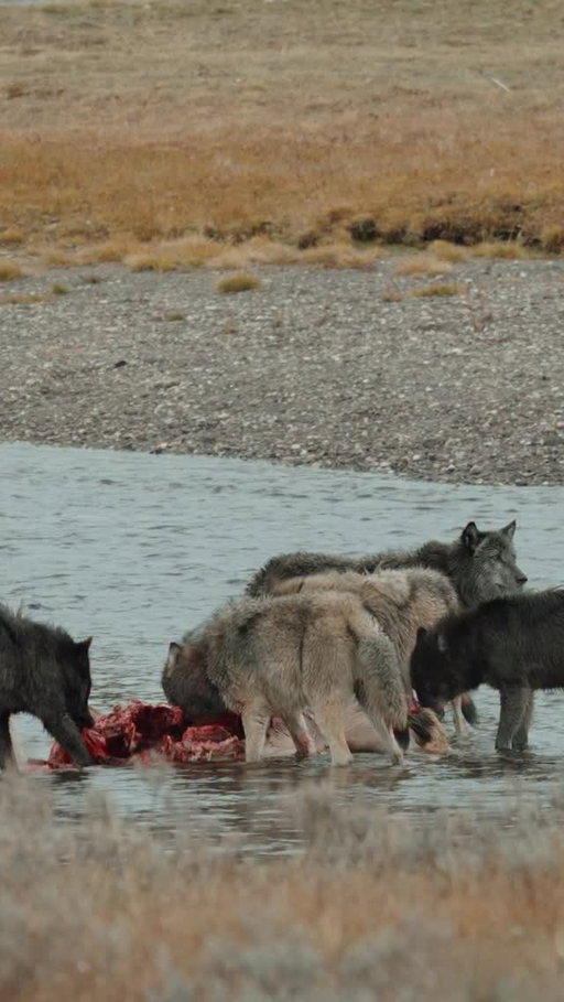 I think we can forget the underlying tones in media like cinema and how they can depict inaccurate portrayals or deepen cultural, fear based ideologies. I love this scene because the wolf is depicted as the wolf truly is: a wild animal making a living. Not the blood thirsty killer we typically see. 

Wes Anderson on this scene from Fantastic Mr. Fox; “There were some people who didn’t like the scene - in particular, one very important person. He said, ‘I don’t understand what this scene is doing in the movie! And I would always say to him, ‘I’m not cutting it. That scene is why I’m making the movie!”

This scene comes near the end of the movie when we’ve gotten to know Mr. Fox and all of his flaws of domestication as a wild animal.
The black wolf is sort of like a metaphor for Mr. Fox’s internal struggles - as an animal that subsists close to human settlements but still yearns to nurture his untamed nature. I read one review that put it as: “His instincts have been suppressed by civilization - by the architecture of rules and the unspoken contracts meant to restrain the beast within. But deep down, he knows he is still wild.”

And while Mr. Fox is afraid of the wolf, and in turn afraid of his own primal side, he can still appreciate the wolf despite all that the wolf represents: his very own carnivorous instinct. 

As wolves are most often observed in packs, unless they’re dispersing, a lone wolf can represent struggle. Mr. Fox and the wolf lead entirely different lives, they don’t even speak the same language, yet they can both identify each’s struggle for survival.

Thanks for inspiring this reel, @meglbrief 🤍🐺🦊