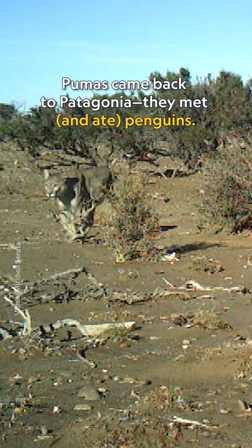 When pumas returned to Patagonia, they were greeted by new residents: Magellanic penguins. With more than 40,000 penguin breeding pairs crowding a stretch of coast, scientists report that the cats now hunt this abundant new prey much more than expected—reshaping how they move, eat, and even tolerate one another. This dynamic challenges our assumptions about what happens when large predators return to an ecosystem.

Learn more about the new food web taking place in Patagonia at the link in bio. 

Video by Mitchell Serota
