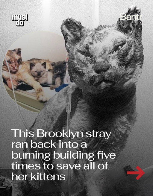 Some New York (and motherhood) stories never leave you.

In 1996, a stray cat later named Scarlett was living with her kittens inside an abandoned garage in Brooklyn when a fire broke out. As firefighters arrived and flames spread, Scarlett ran back into the burning building again and again,  carrying each kitten out one by one.

By the time she was done, her eyes were burned shut, her ears and paws badly injured, and most of her fur singed away. Witnesses said she touched each kitten with her nose to make sure they were safe before collapsing unconscious.

Scarlett and her kittens were rushed to North Shore Animal League, where they were treated and eventually adopted. Her story spread around the world, inspiring thousands of letters and leading to the creation of the Scarlett Award for Animal Heroism.

Scarlett spent the rest of her life in Brooklyn and passed away in 2008, but her story is still one of the bravest New York has ever told.

Follow @bantrparents and @mustdonyc for the stories that make this city what it is.

Media via North Shore Animal League

#bantrparents #mustdonyc #nycstories #cats #amazinganimals