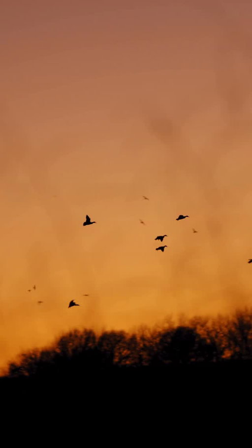 Stop and enjoy the sights and sounds from these Oklahoma ducks 🦆 | Next video is filmed, and we can’t wait to share it with y’all in the coming weeks!