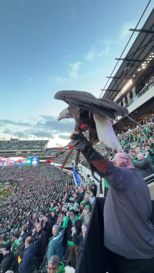 Take flight, Lincoln 🦅