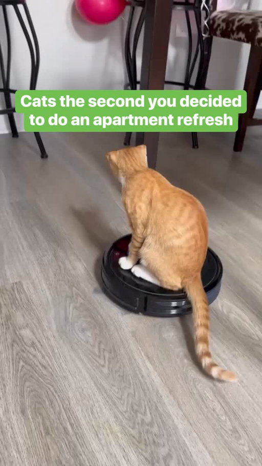 It’s like they can sense when I’m trying to lock in…

#ApartmentLiving #ApartmentCat #ApartmentRefresh