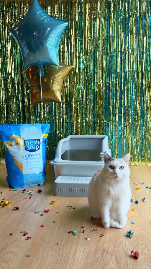 New year, new litter box, same litter! 🐱🐾✨

It’s not crazy to buy your cat superior litter, it’s love! Try @freshstep! 💪🏻💙

#JunieBSkis #FreshStep #Litter #Cat #FreshStepPartner