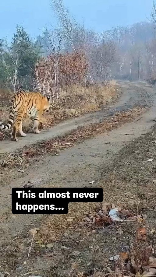 For the first time ever, a tigress and her five cubs were filmed together in Northeast China. Five cubs is incredibly rare for Amur tigers.

This moment didn’t happen by chance. Our colleagues at WWF-China are working with government and local communities to remove snares, protect habitat and reduce human-wildlife conflict.

Just over a decade ago, China’s wild Amur tiger population had fallen to about 20 individuals. Today, it’s estimated at around 70.

It's proof that when we protect nature, even the most endangered species can recover. 🧡🐯

📸: ©️ NCTLNP