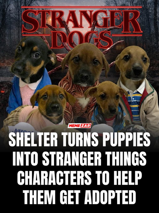 An animal shelter in Brazil dressed 50-day-old puppies as characters from Stranger Things to boost adoption awareness and it worked.

The creative campaign went viral, drawing attention to the pups and reminding fans that while the show may be over, these real-life stars are just beginning their stories 🏡❤️

Sometimes.. a little imagination really can save lives. Anyone who wants to adopt or learn more can find all the details at @dpa.cxs and @meioambientecaxias.

#memezar #strangerthings #dogadoption