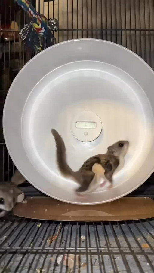 Absolute cinema 🙌 TT: wildliferehab_kl @wild.liferehabkl