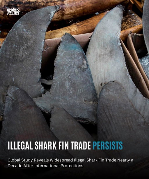 Nearly a decade after international protections were put in place, illegal shark fin trade is still happening at a massive scale. A new peer-reviewed study published in Science Advances found fins from protected shark species appearing year after year in Hong Kong markets, despite little to no legal trade being reported since 2014. DNA evidence reveals a clear gap between what is written into law and what is actually happening in the global market.

Even more concerning, the research red-flagged several countries as likely major players in illegal shark fin exports, including Spain, Taiwan, the UAE, China, the Philippines, Ghana, and Brazil. Spain’s inclusion underscores that this crisis is not limited to one region or level of development, but reflects widespread enforcement failures across the globe.

Sharks are already facing population collapse, and continued illegal trade pushes many species closer to extinction. Stronger enforcement, transparency, and accountability are essential if these protections are going to mean anything. Protecting sharks means protecting ocean ecosystems and ultimately, our own future.

For more information, check out the full report using the link in our bio.