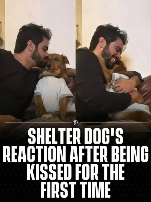 Rescued from a shelter, this dog had never received a kiss. When it happens for the first time, his reaction is immediate and impossible to ignore.

It’s not about the gesture itself, but about what he understands in that moment: that someone has finally chosen him.

Via: @dannsandes @amandazanlorenzi

#pubity #viral