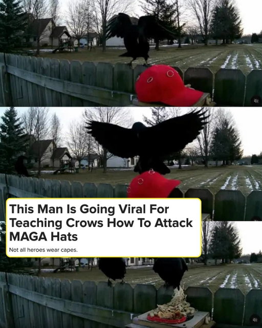 Biz_dave on Threads has been posting his journey feeding crows — well, more specifically, feeding them so they are trained to attack ~red hats~ in particular. In the series, he laid out his entire process for training the crows to attack red hats in a "Crow Training" thread, a surprisingly meticulous process which he said took a total of about seven months. Unsurprisingly, the training has taken the internet by storm. Link in bio for more 👆

📷: Biz_dave/Threads