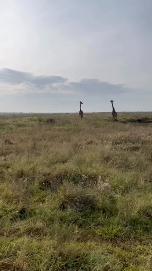 Influencer and Socialite @dougmutai is bringing the world to Africa in his new National Geographic series “Ati what animal is that?’